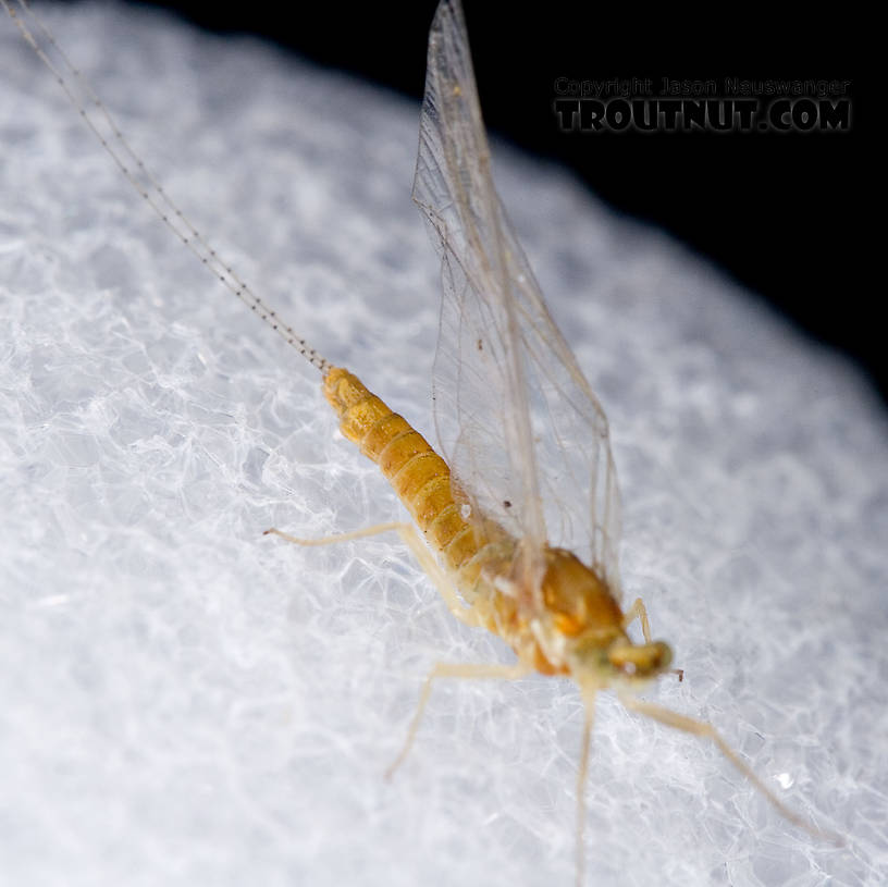 Female Ephemerella invaria (Sulphur Dun) Mayfly Spinner from Penn's Creek in Pennsylvania