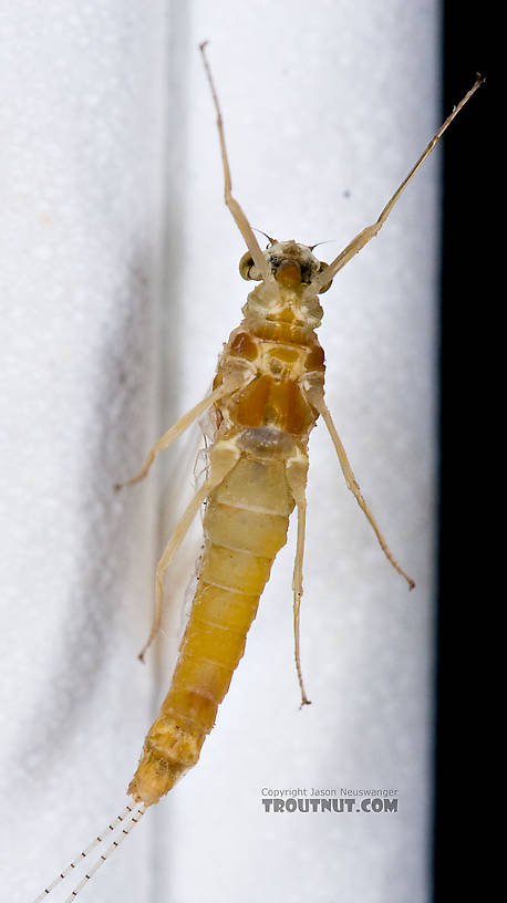 Female Ephemerella invaria (Sulphur Dun) Mayfly Spinner from Penn's Creek in Pennsylvania