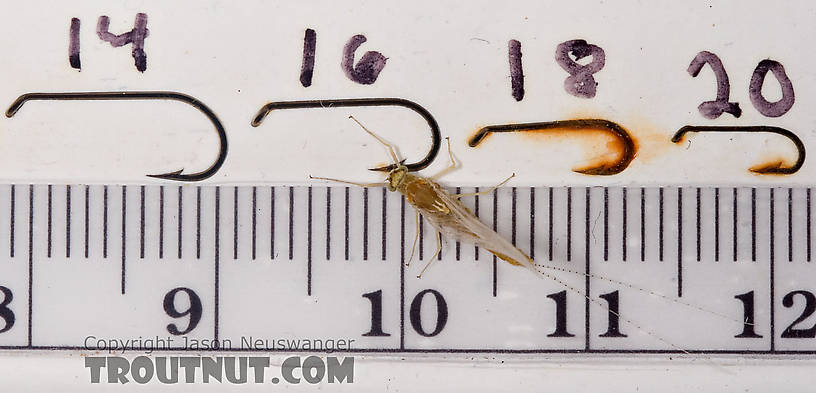 Female Ephemerella invaria (Sulphur Dun) Mayfly Spinner from Penn's Creek in Pennsylvania