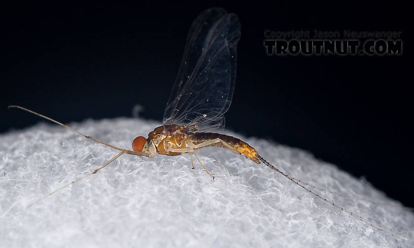 Male Ephemerella (Hendricksons, Sulphurs, PMDs) Mayfly Spinner from Penn's Creek in Pennsylvania