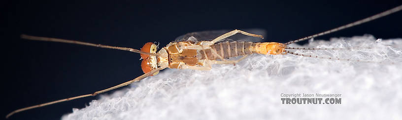 Male Ephemerella (Hendricksons, Sulphurs, PMDs) Mayfly Spinner from Penn's Creek in Pennsylvania