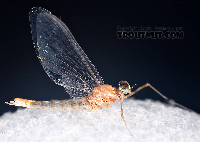 Male Epeorus vitreus (Sulphur) Mayfly Spinner from Penn's Creek in Pennsylvania