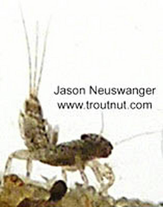 Eurylophella (Chocolate Duns) Mayfly Nymph from unknown in Wisconsin