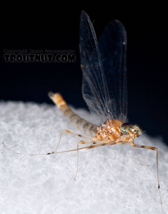 Male Epeorus vitreus (Sulphur) Mayfly Spinner from Penn's Creek in Pennsylvania