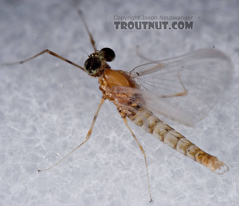 Male Epeorus vitreus (Sulphur) Mayfly Spinner from Penn's Creek in Pennsylvania