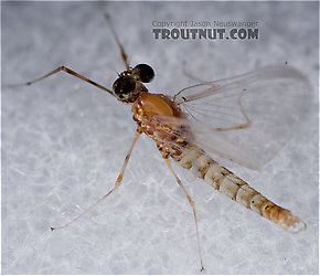 Epeorus vitreus (Sulphur) Mayfly Spinner