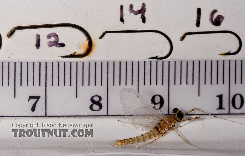 Male Epeorus vitreus (Sulphur) Mayfly Spinner from Penn's Creek in Pennsylvania