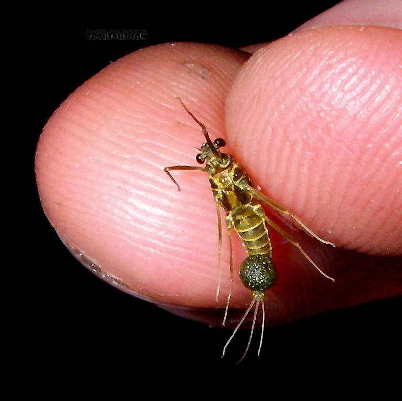 I took this picture of this specimen on the stream when I collected her, to show the color of the egg mass.  Female Drunella cornuta (Large Blue-Winged Olive) Mayfly Spinner from Brodhead Creek in Pennsylvania