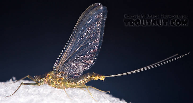 Female Drunella cornuta (Large Blue-Winged Olive) Mayfly Spinner from Brodhead Creek in Pennsylvania