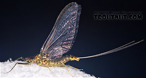 Female Drunella cornuta (Large Blue-Winged Olive) Mayfly Spinner