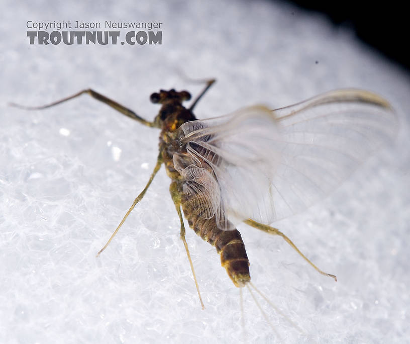 Female Drunella cornuta (Large Blue-Winged Olive) Mayfly Spinner from Brodhead Creek in Pennsylvania