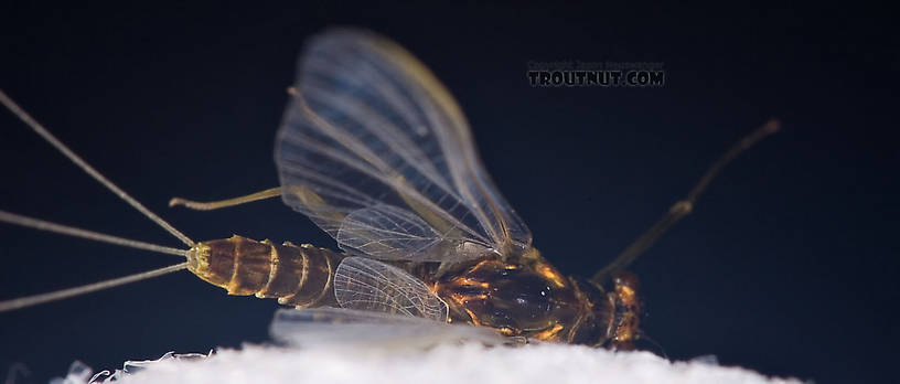 Female Drunella cornuta (Large Blue-Winged Olive) Mayfly Spinner from Brodhead Creek in Pennsylvania