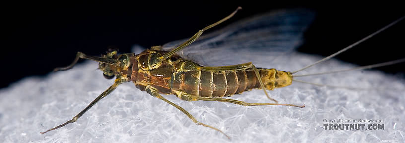 Female Drunella cornuta (Large Blue-Winged Olive) Mayfly Spinner from Brodhead Creek in Pennsylvania