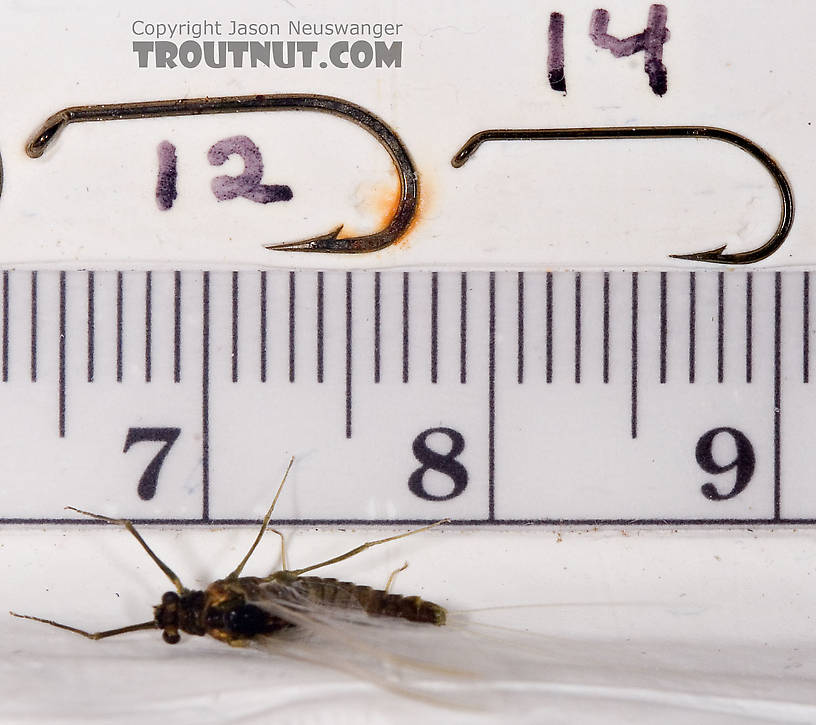 Female Drunella cornuta (Large Blue-Winged Olive) Mayfly Spinner from Brodhead Creek in Pennsylvania