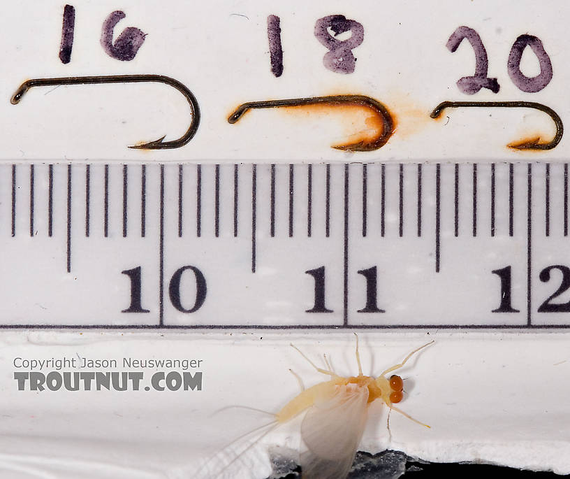 Male Ephemerella dorothea dorothea (Pale Evening Dun) Mayfly Dun from Brodhead Creek in Pennsylvania