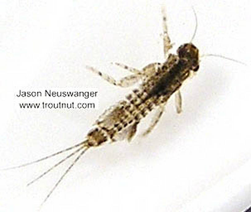 Eurylophella (Chocolate Duns) Mayfly Nymph from unknown in Wisconsin