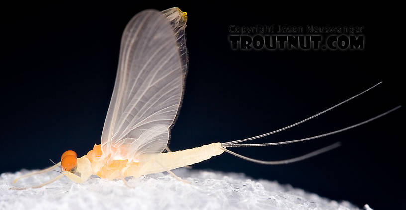 Male Ephemerella dorothea dorothea (Pale Evening Dun) Mayfly Dun from Brodhead Creek in Pennsylvania