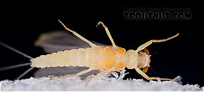 Male Ephemerella dorothea dorothea (Pale Evening Dun) Mayfly Dun