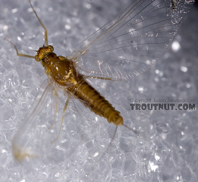 Female Ephemerella (Hendricksons, Sulphurs, PMDs) Mayfly Spinner from Mystery Creek #42 in Pennsylvania