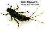 Ephemerella aurivillii  Mayfly Nymph