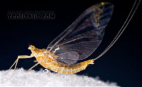 Female Ephemerella (Hendricksons, Sulphurs, PMDs) Mayfly Spinner