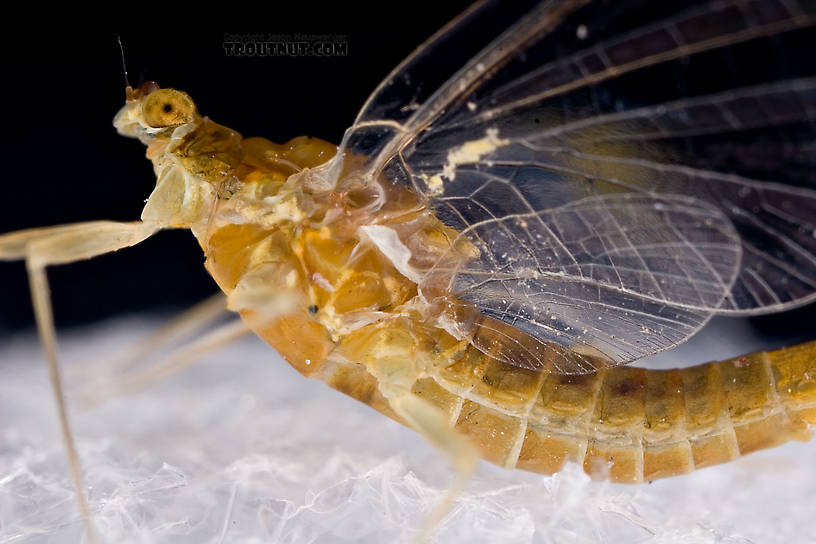 Female Ephemerella (Hendricksons, Sulphurs, PMDs) Mayfly Spinner from Mystery Creek #42 in Pennsylvania