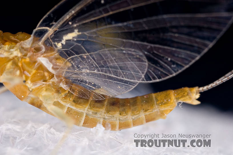 Female Ephemerella (Hendricksons, Sulphurs, PMDs) Mayfly Spinner from Mystery Creek #42 in Pennsylvania