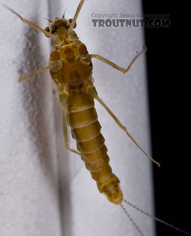 Female Ephemerella (Hendricksons, Sulphurs, PMDs) Mayfly Spinner from Mystery Creek #42 in Pennsylvania