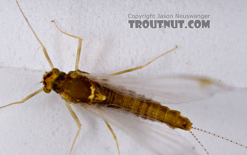 Female Ephemerella (Hendricksons, Sulphurs, PMDs) Mayfly Spinner from Mystery Creek #42 in Pennsylvania