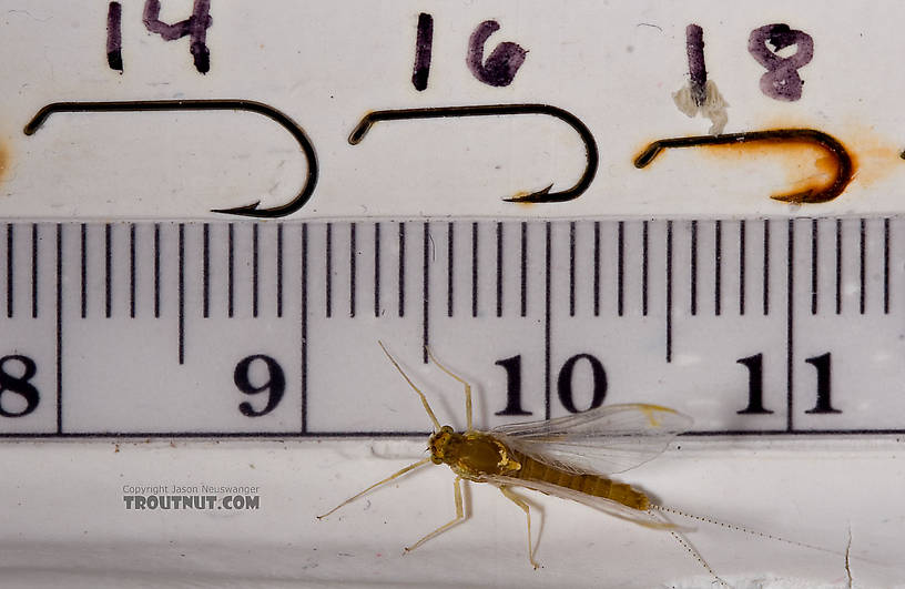 Female Ephemerella (Hendricksons, Sulphurs, PMDs) Mayfly Spinner from Mystery Creek #42 in Pennsylvania