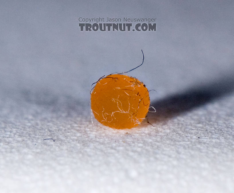 "Hunter orange" ball of eggs.  The debris sticking to it comes from my container and handling; it's not part of the structure.  Female Ephemerella (Hendricksons, Sulphurs, PMDs) Mayfly Spinner from Mystery Creek #42 in Pennsylvania