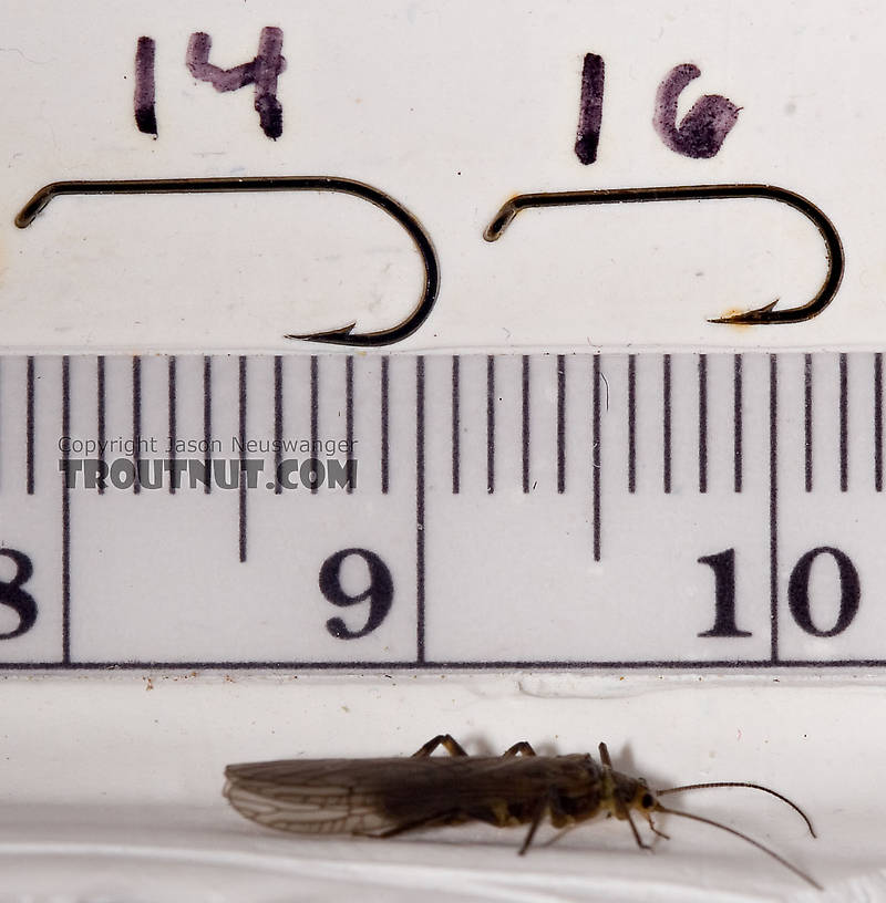 Peltoperlidae (Roachflies) Stonefly Adult from Mystery Creek #42 in Pennsylvania