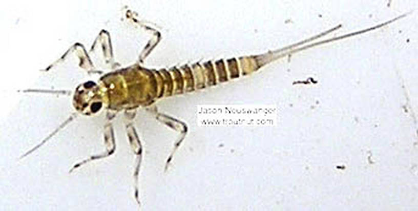 Baetidae (Blue-Winged Olives) Mayfly Nymph from the Bois Brule River in Wisconsin