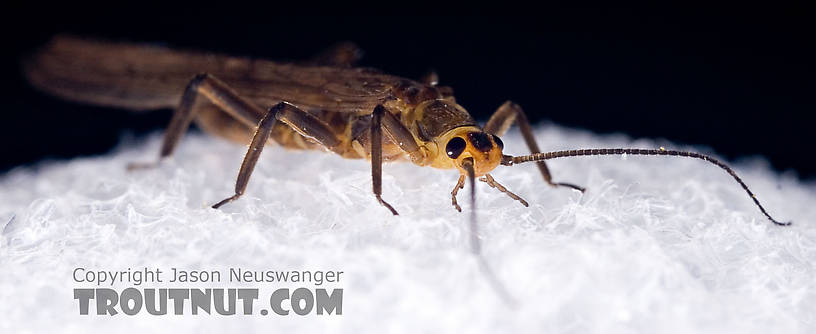 Peltoperlidae (Roachflies) Stonefly Adult from Mystery Creek #42 in Pennsylvania