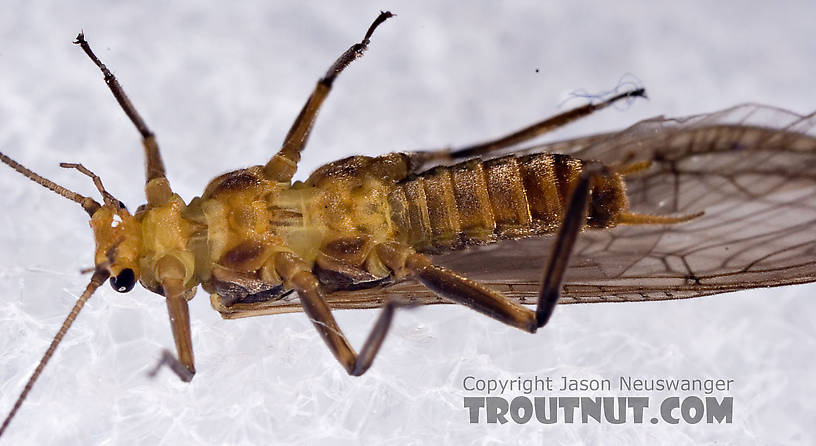 Peltoperlidae (Roachflies) Stonefly Adult from Mystery Creek #42 in Pennsylvania