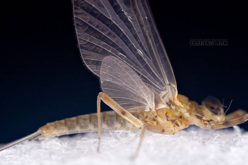 Male Epeorus (Little Maryatts) Mayfly Dun from Mystery Creek #42 in Pennsylvania