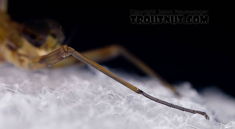 Male Epeorus (Little Maryatts) Mayfly Dun from Mystery Creek #42 in Pennsylvania