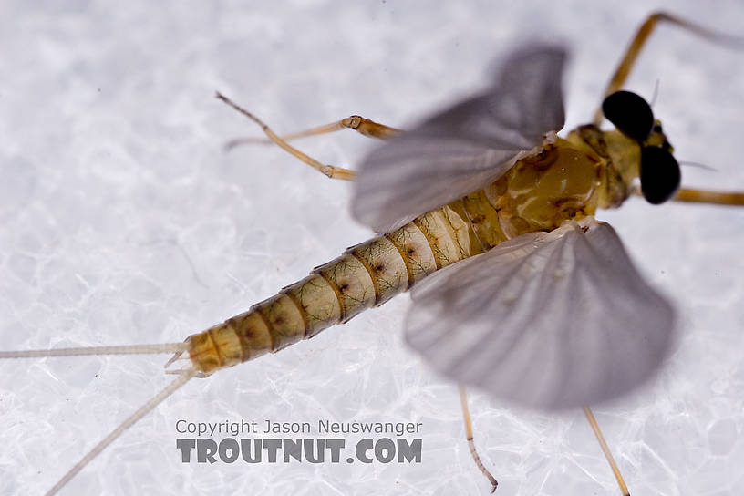 Male Epeorus (Little Maryatts) Mayfly Dun from Mystery Creek #42 in Pennsylvania