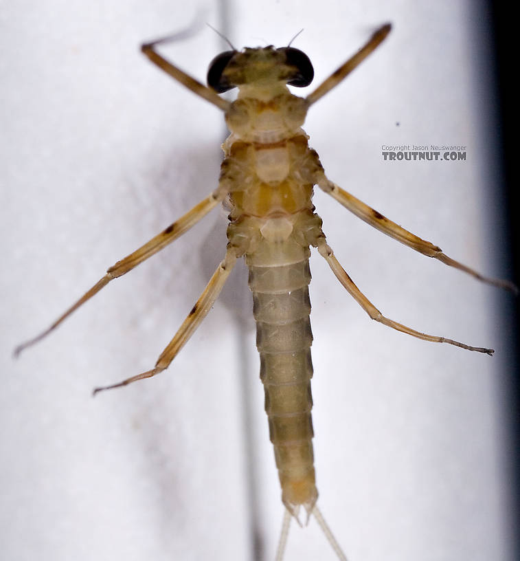 Male Epeorus (Little Maryatts) Mayfly Dun from Mystery Creek #42 in Pennsylvania