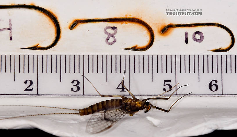 Female Maccaffertium pudicum Mayfly Spinner from Mystery Creek #42 in Pennsylvania