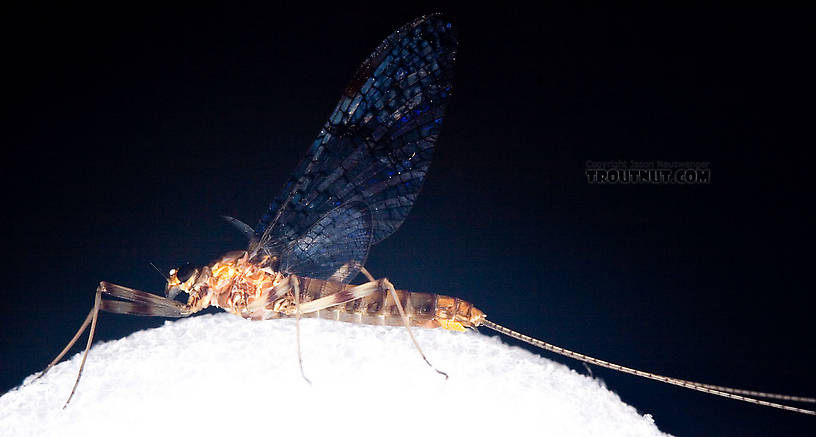 Female Maccaffertium pudicum Mayfly Spinner from Mystery Creek #42 in Pennsylvania