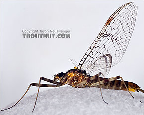 Female Maccaffertium pudicum  Mayfly Spinner