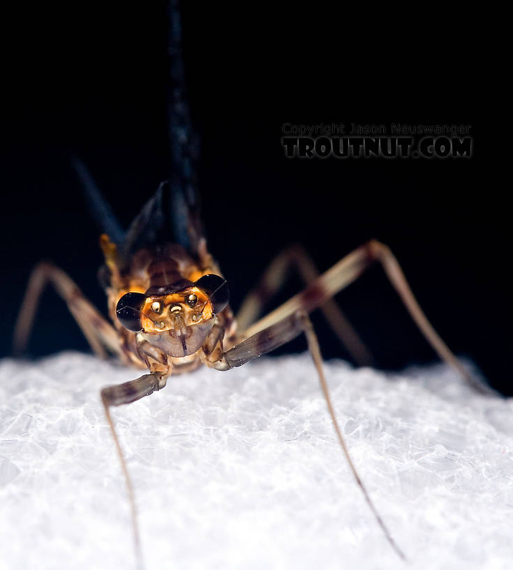 Female Maccaffertium pudicum Mayfly Spinner from Mystery Creek #42 in Pennsylvania