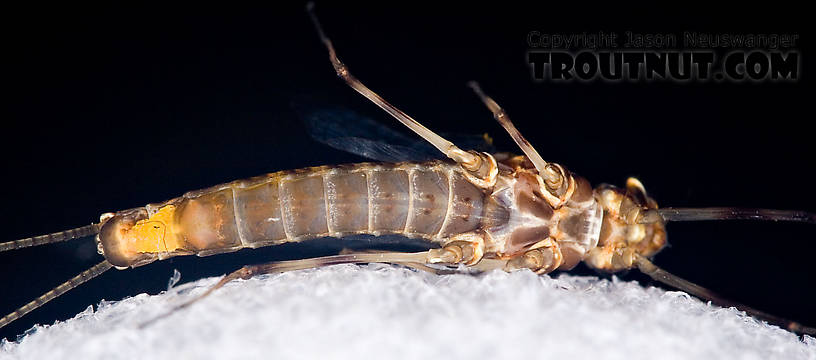 Female Maccaffertium pudicum Mayfly Spinner from Mystery Creek #42 in Pennsylvania