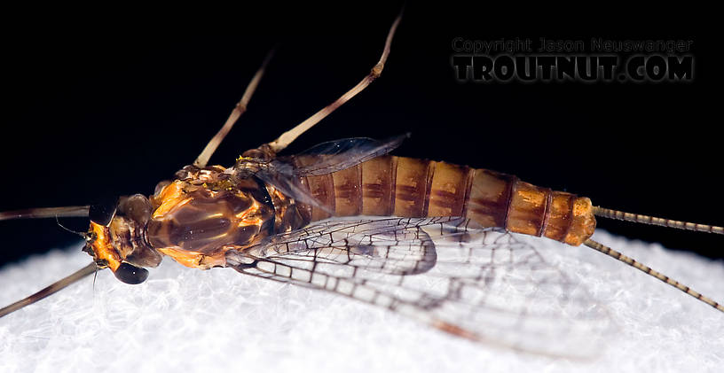 Female Maccaffertium pudicum Mayfly Spinner from Mystery Creek #42 in Pennsylvania