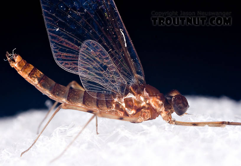 Male Epeorus (Little Maryatts) Mayfly Spinner from Mystery Creek #42 in Pennsylvania