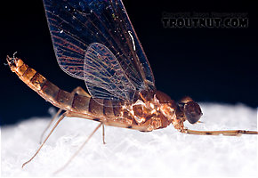 Male Epeorus (Little Maryatts) Mayfly Spinner