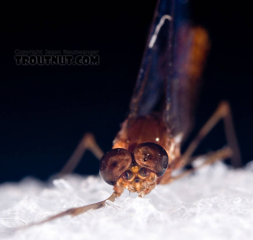 Male Epeorus (Little Maryatts) Mayfly Spinner from Mystery Creek #42 in Pennsylvania