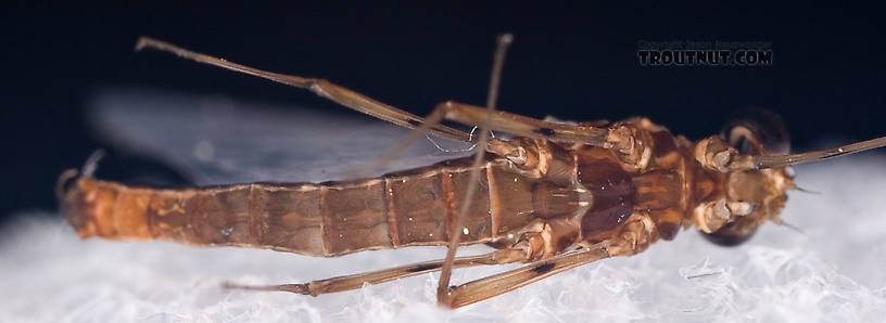 Male Epeorus (Little Maryatts) Mayfly Spinner from Mystery Creek #42 in Pennsylvania