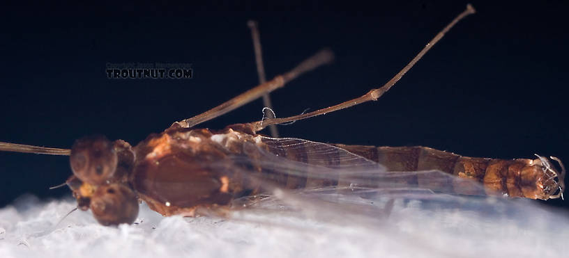 Male Epeorus (Little Maryatts) Mayfly Spinner from Mystery Creek #42 in Pennsylvania